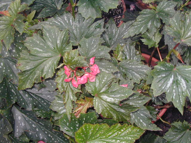 B. ‘Kenilu’